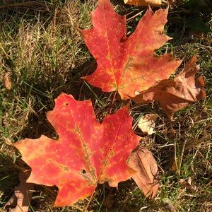 Meet your Posher, Carol